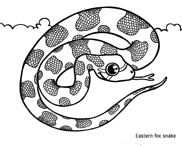 EAstern fox snake-nom